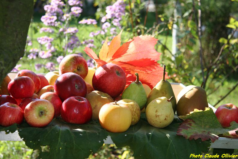 Cliquer sur un fruit pour voir son nom