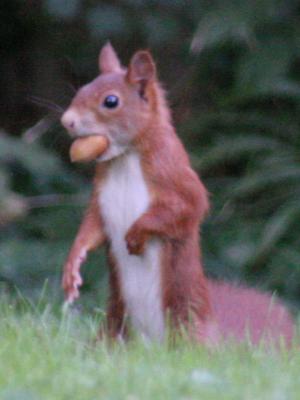 La noisette un régal