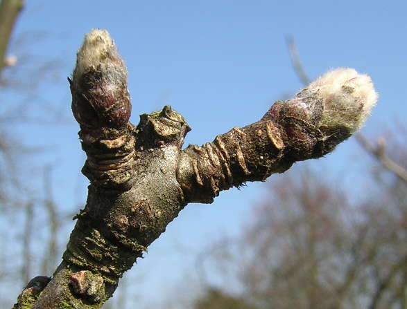 Bourgeon de pommier