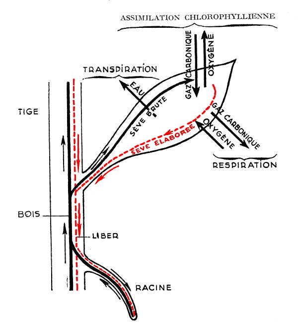 Circulation de sève