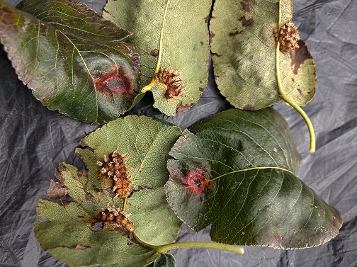 2022 octobre rouille griagée IMG 20221005 142813 50