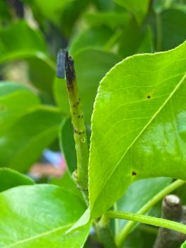 20250507 122459298 iOS cèphe