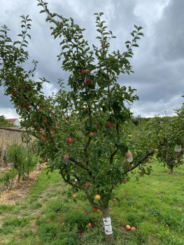 20250910 122347216 iOS