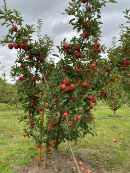 20250910 131202798 iOS