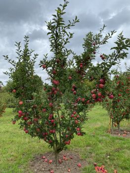 20250910 131221691 iOS