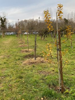 20251210 151853827 iOS paillage 1