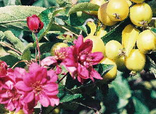 Pommiers à fleurs