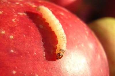 larve adulte de carpocapse