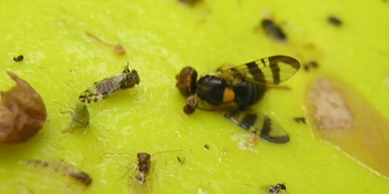 Mouche de la  Cerise