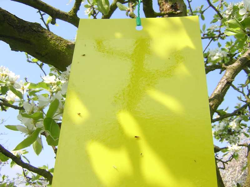 pose de plaque jaune