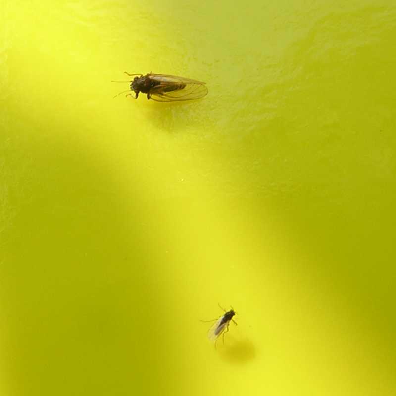 psylle et  cécidomyie